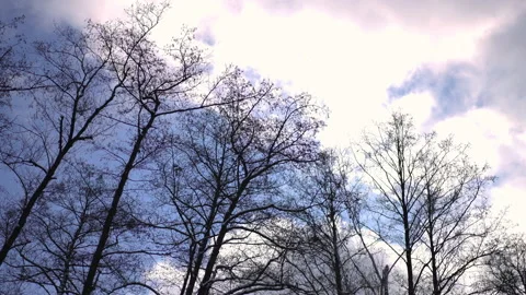 White pink clouds passing on winter sky in sunshine outdoors. Leafless forest Video stock 219904350