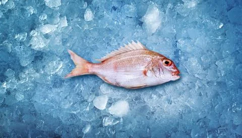 White pink fish with a sharp upper fin lying on a cold blue ice.. Stock Photos