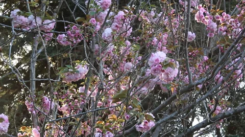 White Pink Flower Background Stock Footage 39910542