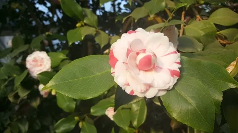 White pink flower bloom close up, green leaves, Berlin botanical gardens Vidéo 76500095