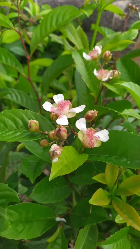 White Pink Flower Bloom Closeup - Nature Vertical B-Roll Stock Footage 336654055