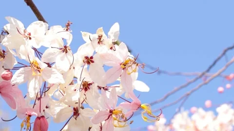 White pink flower with blur background Stock Footage 170756671