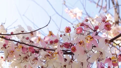 White pink flower on blur background Stock Footage 170756706