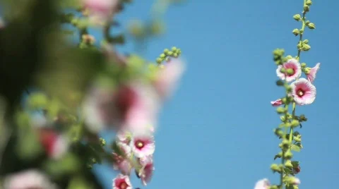 White Pink Flowers 2 Stock Footage 738239