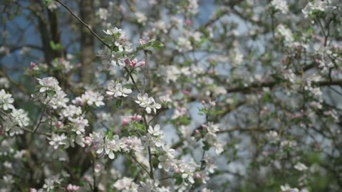 White pink flowers on an apple tree blow in the wind Stock Footage 130364581