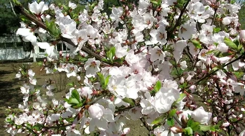 White - pink flowers (cherry) Stock Footage 41419682