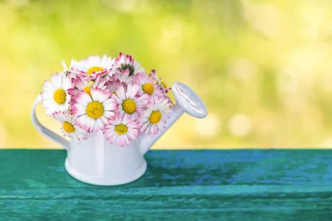 White-pink flowers in a mini watering can on a blue table on a green blurred Stock Photos