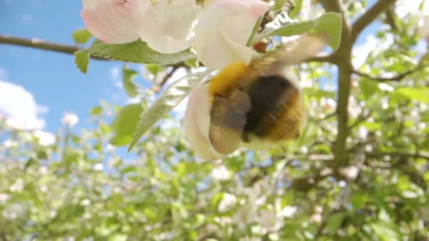 The white pink flowers on the tree yard Stock Footage 137136567