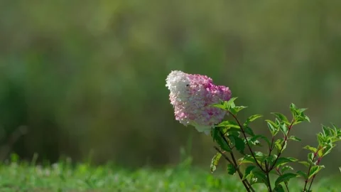 White-pink hydrangea Stock Footage 324957966