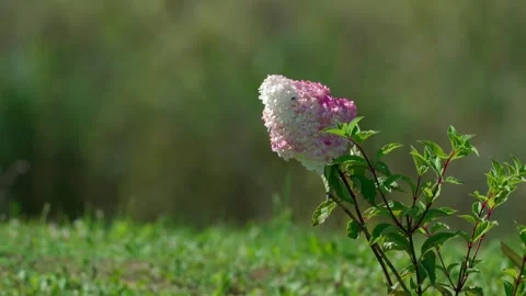 White-pink hydrangea Stock Footage 324958147