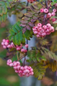 White-pink mountain ash in the fall in a city park.Autumn landscape. Stock Photos