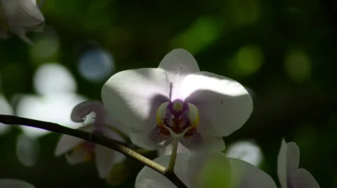White pink orchid hanging in calm Stock-Footage 36107853