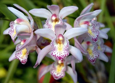 White pink orchids Stock Photos