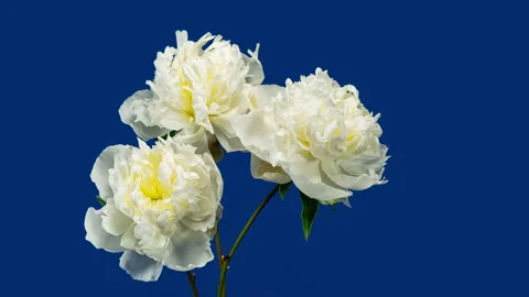 White Pink Peonies Blooming in Time Lapse on a Blue Background. Tender Flow.. Stock Footage 345230857