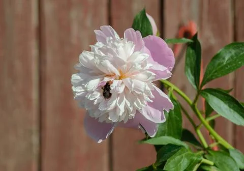 White-pink peonies Stock Photos