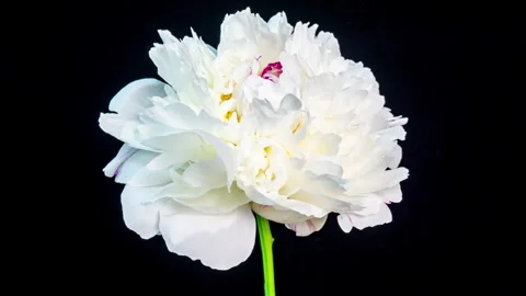White Pink Peony Blooming in Time Lapse on a Black Background. Tender Flower Stock Footage 284776863