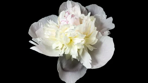 White Pink Peony Blooming in Time Lapse on a Black Background. Tender Flowe.. Stock Footage 345085411