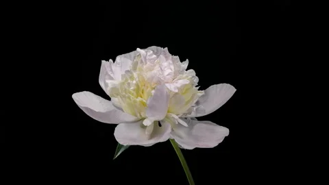 White Pink Peony Blooming in Time Lapse on a Black Background. Tender Flowe.. Stock Footage 345231448