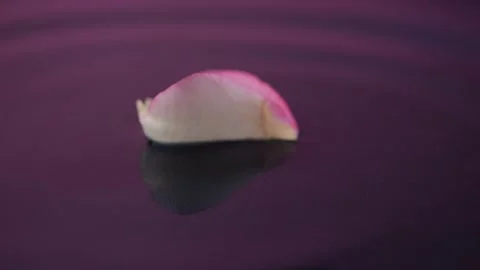White-pink petals fall in slow motion, creating splashes on the water. A so.. 스톡 동영상 301351163