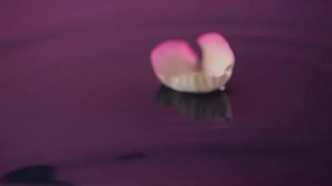 White-pink rose petals fall in slow motion onto water, scattering droplets... Stock Footage 297547744