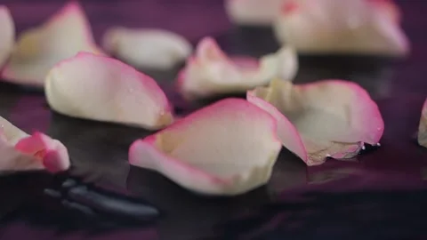 White-pink rose petals float gently on water as droplets fall in slow motio.. Stock Footage 302219175