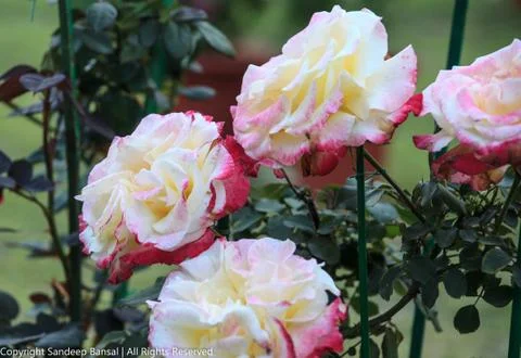 White & Pink Rose Stock Photos