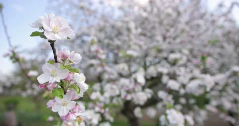 White pink tree color. spring time. beautiful flowering tree. Stock Footage 130917873