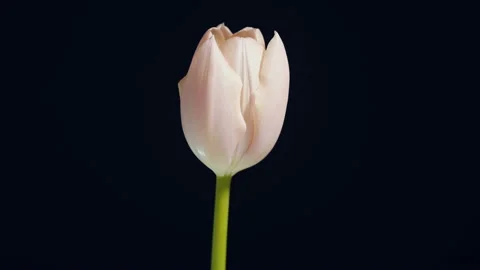 White pink tulip on black background.  Stock Footage 102648229