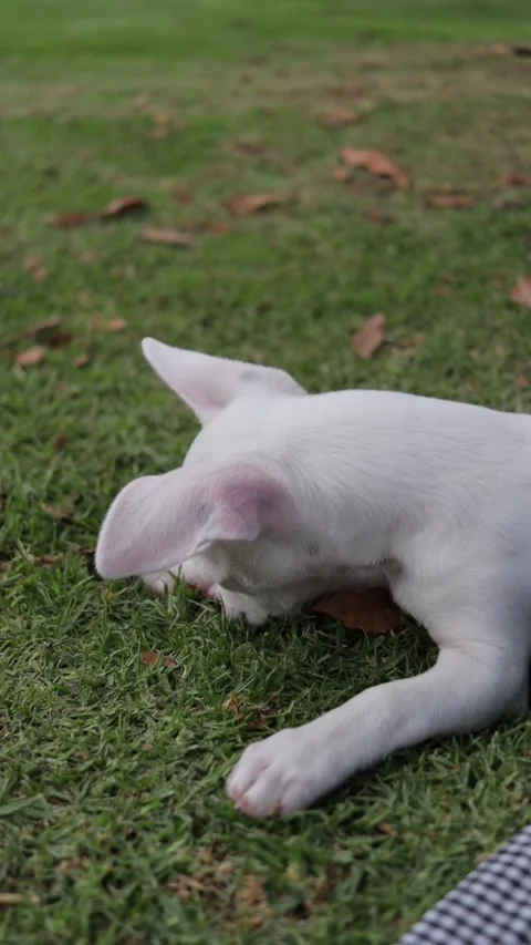 White pinscher puppy chewing on a leaf in the green grass Stock Footage 345284715