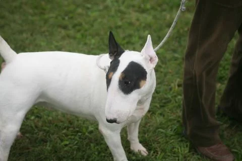 White pitbull Stock Photos