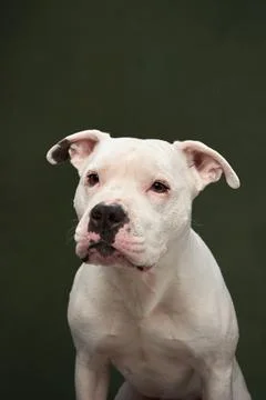 White pitbull studio portrait Stock Photos