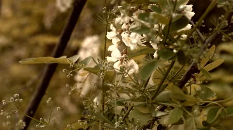 White Plant Blowing Gently in the Wind Stock Footage 53232833