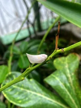 White Planthopper Insect on Green Stem Macro Nature Detail Stock Photos