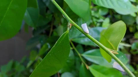White planthopper insect infesting a green plant stem Stock Photos