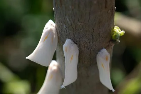 White Planthopper Insects on Tree Trunk Close Up Pest Macro Foto stock
