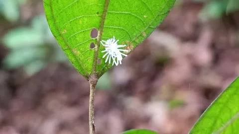 White Planthopper Nymph Walking on Green Leaf in Borneo Rainforest Vídeos de archivo 333034639