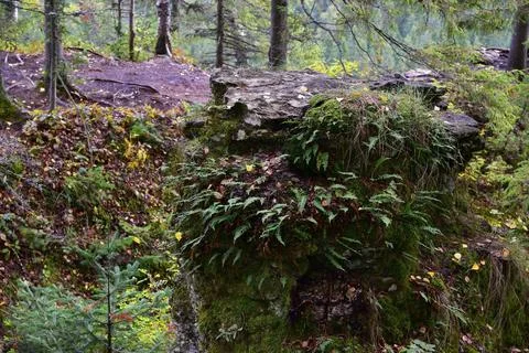White, plaster, moss-covered sheer cliffs of Usvinskie Stolby (Perm Territory Stock Photos