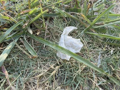 White Plastic Bag Caught Among Long Green Grass Stock Photos