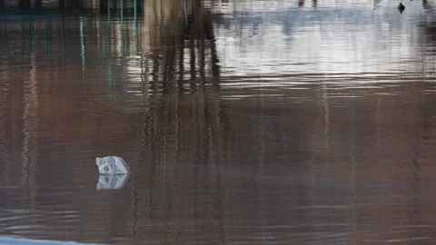 White plastic bag floating on dark water reflecting bare trees 스톡 동영상 331076695