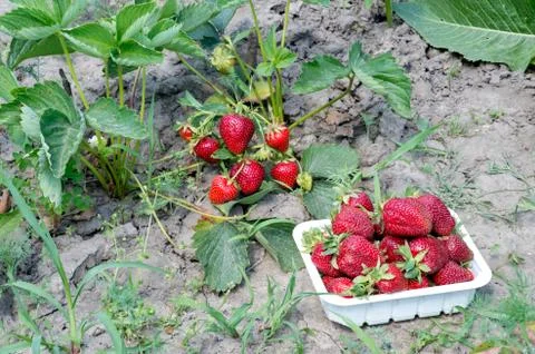 White plastic container of ripe red strawberries on the background of a bed of Stock Photos