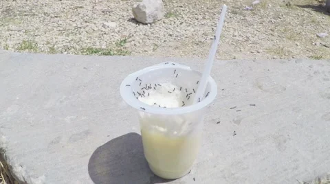 White plastic cup with yogurt on which the ants run Stock-Footage 51597785