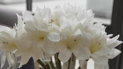 White plastic flowers, plastic labels Stock Footage 194473391