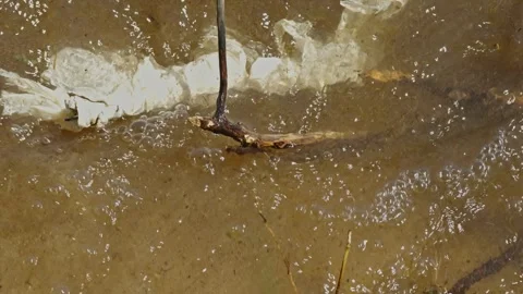 White plastic trash tangled on branch floating in shallow river Stock Footage 337391113