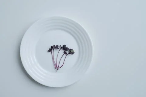 White plate with small sprouts of sango radish microgreen. Top view, flat lay Stock Photos