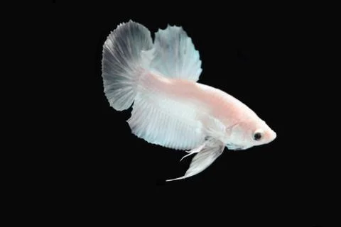 White platinum Fighting fish. Stock Photos