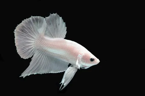 White platinum Fighting fish. 스톡 사진