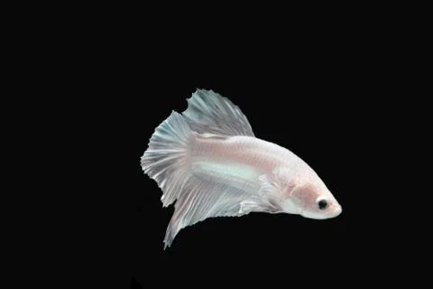White platinum Fighting fish. Stock Photos