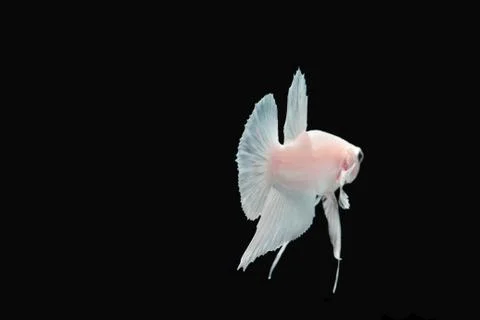 White platinum Fighting fish. Stock Photos