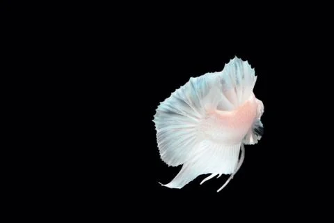 White platinum Fighting fish. 스톡 사진
