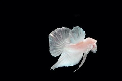 White platinum Fighting fish. Foto stock